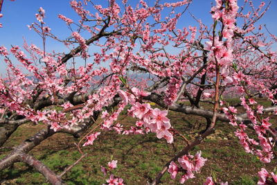 Low angle view of pink flowers blooming on tree