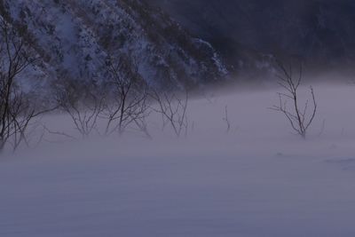 Bare trees on snow covered landscape