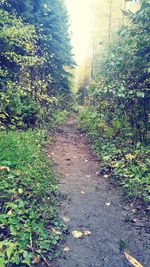 Plants growing in forest