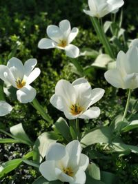 Close-up of white flowering plants