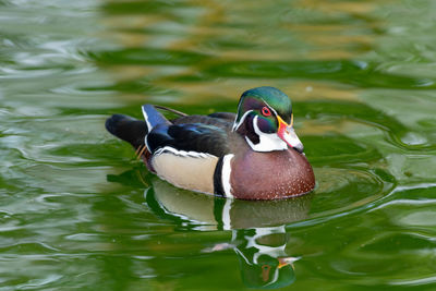 Duck swimming in lake