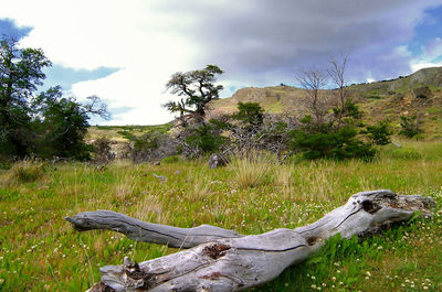 View of driftwood on field against sky