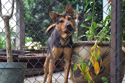 Portrait of dog seen through chainlink fence