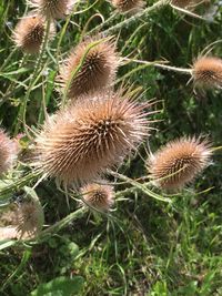 Close-up of spiked plant