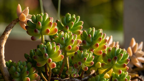 Close-up of succulent plant