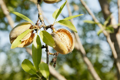 Close-up of fruit growing on tree