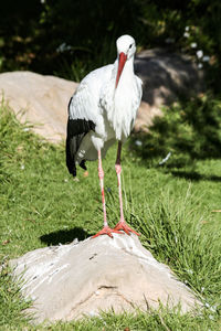 Bird perching on a field