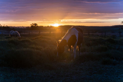 Rear view of horse on field against sky during sunset