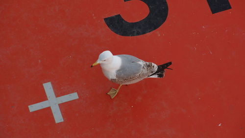 High angle view of seagull