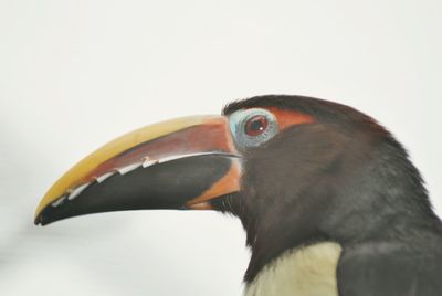 animal themes