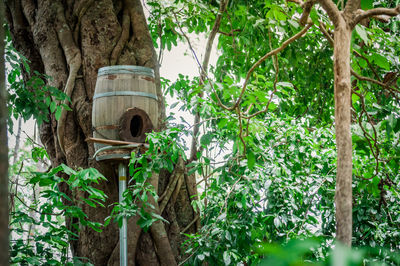 Low angle view of bamboo hanging on tree in forest