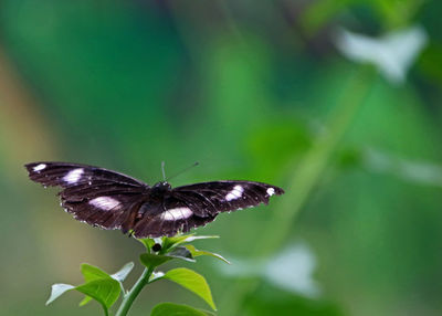 Close-up of butterfly perching on plant