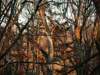 Low angle view of bare trees in forest