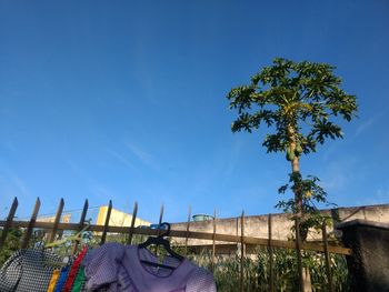 Low angle view of papaya tree against blue sky