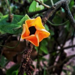 Close-up of flower blooming outdoors