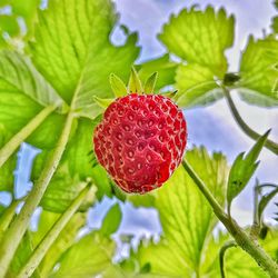 Close-up of strawberry growing on plant