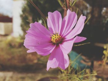 Close-up of cosmos flower blooming outdoors