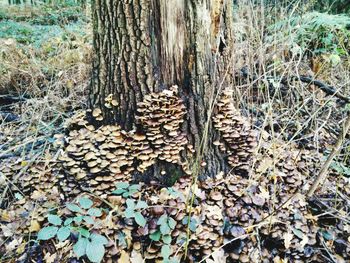 Full frame shot of tree