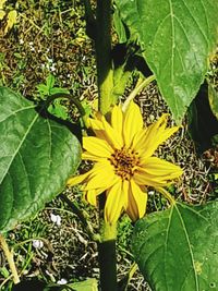 Close-up of yellow flowers blooming outdoors