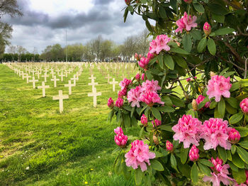 Pink flowering plants in cemetery against sky