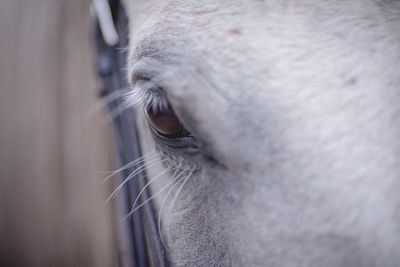 Close-up of horse