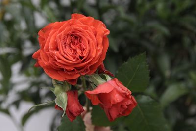 Close-up of red rose blooming outdoors