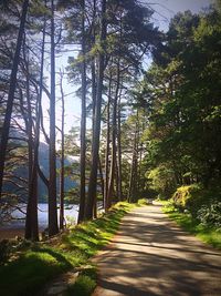 Narrow pathway along trees