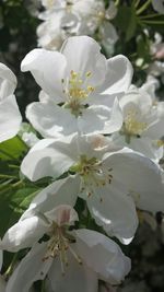 Close-up of white flower