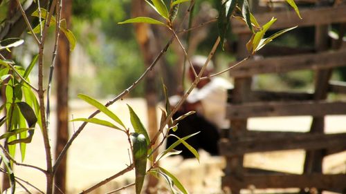 Close-up of leaves