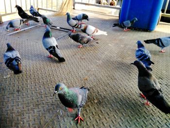 High angle view of birds perching on cobblestone