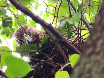 Low angle view of squirrel on tree