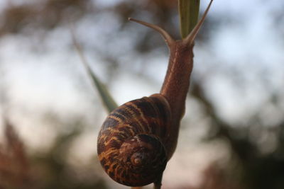 Close-up of snail on tree