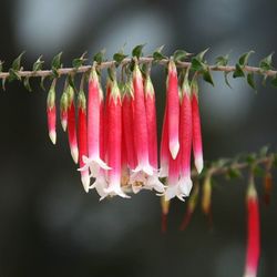 Close-up of red leaves