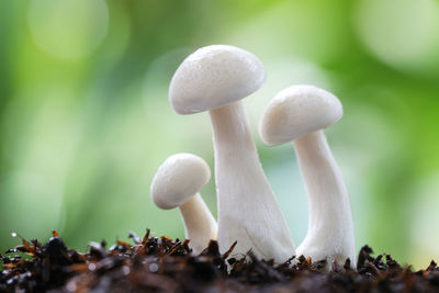 Close-up of mushrooms growing on tree