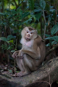 Portrait of monkey sitting on tree