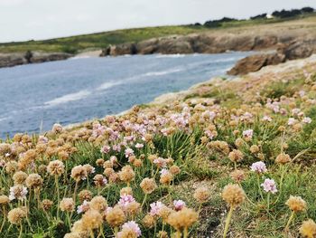 Close-up of flowering plants on field