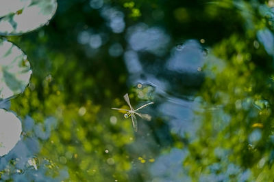 Close-up of water drops on plant