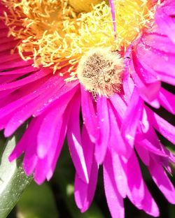 Close-up of pink flower