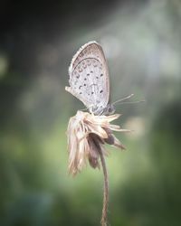 Close-up of flower against blurred background