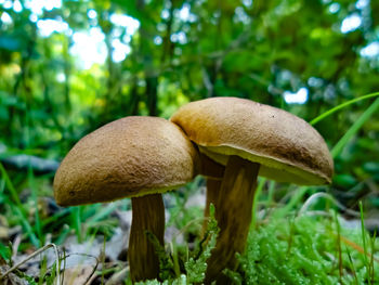 Close-up of mushroom growing on field