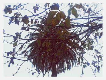 Low angle view of trees