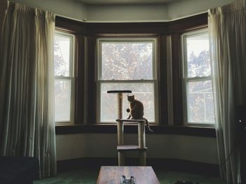 View of cat looking through window