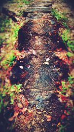 Close-up of tree