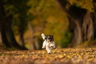 Dog running outdoors