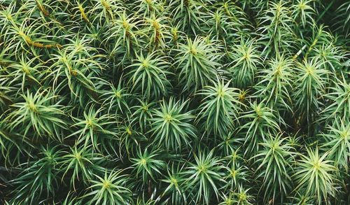 Full frame shot of plants growing on land