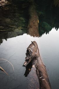 High angle view of driftwood in lake