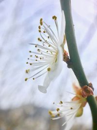 Close-up of white cherry blossom