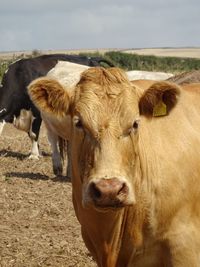 Portrait of cow on field