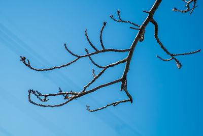 Low angle view of bare tree against clear blue sky