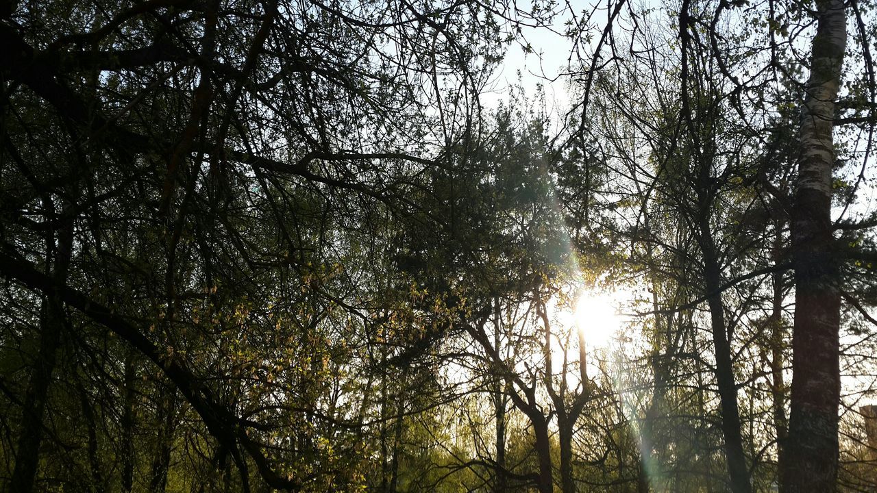 tree, low angle view, growth, sun, tranquility, nature, sunlight, beauty in nature, branch, forest, tree trunk, sunbeam, tranquil scene, scenics, lens flare, sky, woodland, outdoors, silhouette, back lit